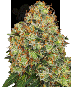White Label - Sweet Tangerine Tango Auto