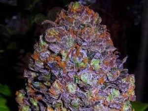 Purple Haze Auto