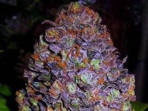 Purple Haze Auto