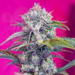Cream Mandarine Auto