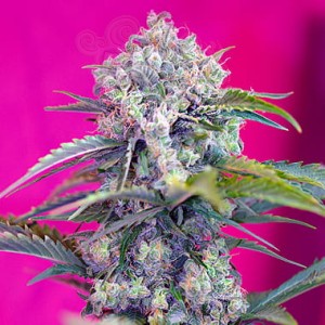 Cream Mandarine Auto