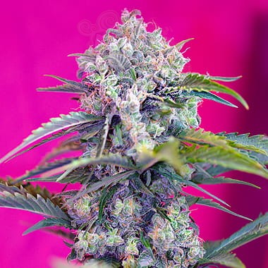 Cream Mandarine Auto