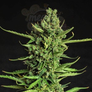 Doctor's Choice - Devotchka Auto