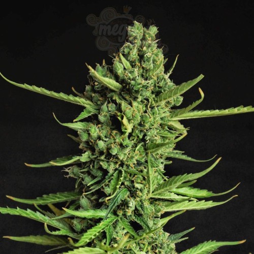 Doctor's Choice - Devotchka Auto