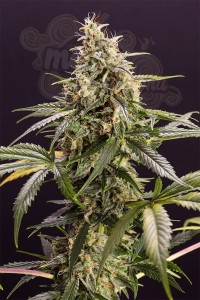 Humboldt - Chem Bomb Auto