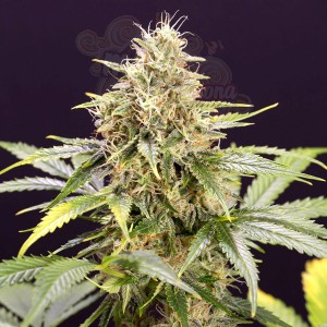 Humboldt - Chocolate Mint OG Auto