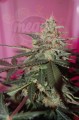 CBD Crew - Med Gom Auto