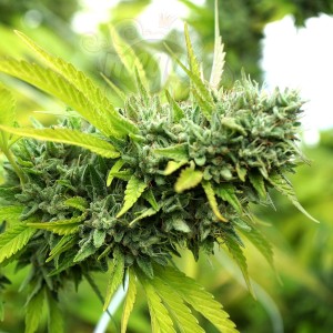 Humboldt - Mango OG Auto