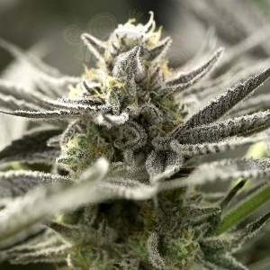 Humboldt - OGKZ Auto