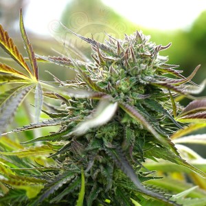 Humboldt - Pineapple Chem Auto