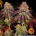 BARNEY'S FARM - Mimosa x Orange Punch Auto
