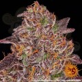 BARNEY'S FARM - Mimosa x Orange Punch Auto