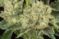 OG Kush