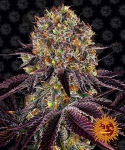 Barney's Farm - Runtz x Layer Cake