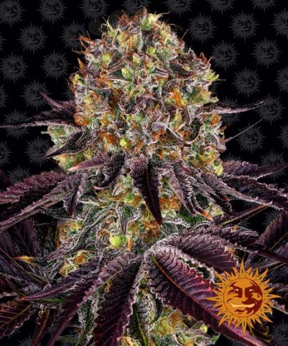 Barney's Farm - Runtz x Layer Cake