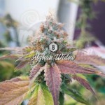 Big Seedbank - Afghan Widow Auto