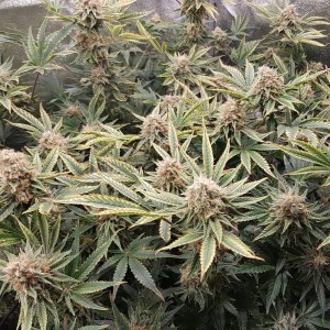 Giant Bud XXL