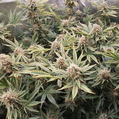 Giant Bud XXL