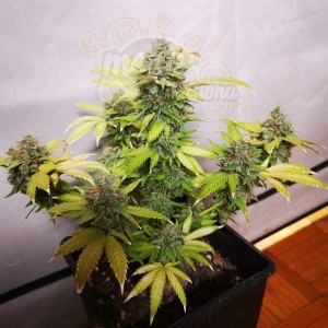 Big Seedbank - Tropicanna Glue