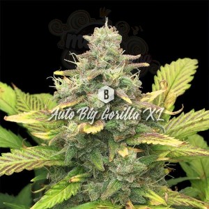 Big Seedbank - Big Gorilla XL Auto