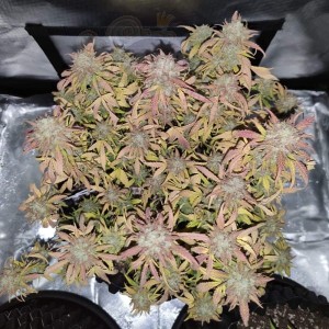 Big Gorilla XL Auto
