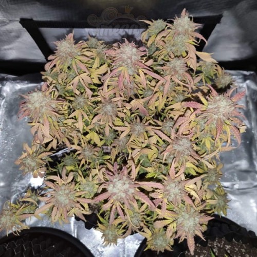 Big Gorilla XL Auto