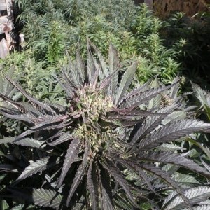 FRENCH TOUCH SEEDS - Frencheese