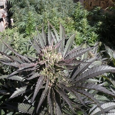 FRENCH TOUCH SEEDS - Frencheese