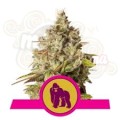 ROYAL QUEEN SEEDS - Royal Gorilla