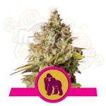 ROYAL QUEEN SEEDS - Royal Gorilla