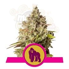 ROYAL QUEEN SEEDS - Royal Gorilla