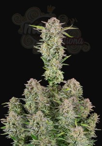 Bruce Banner Auto