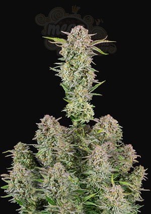 Bruce Banner Auto