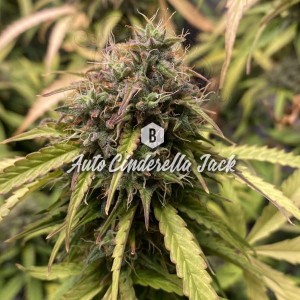 Big Seedbank - Cinderella Jack Auto