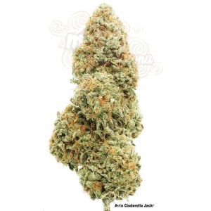 Cinderella Jack Auto