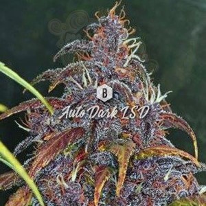 Big Seedbank - Dark LSD Auto