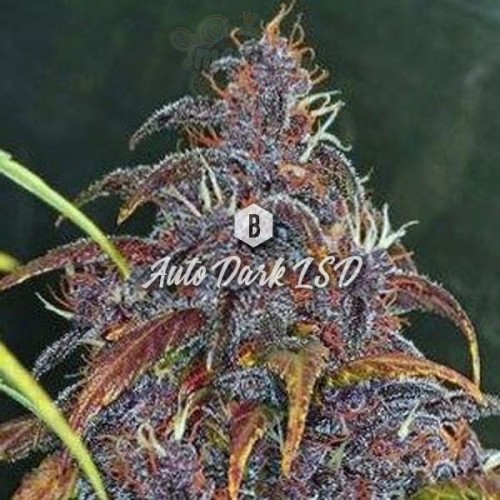 Big Seedbank - Dark LSD Auto