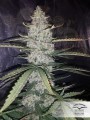 DUTCH PASSION - Auto Ultimate