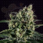GENOFARM - Easy Haze