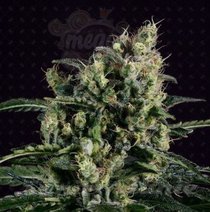 GENOFARM - Easy Haze
