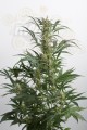 DINAFEM - Amnesia XXL Auto