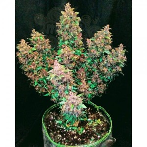 Dark LSD Auto