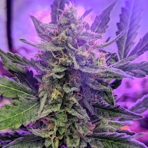Critical Speed Auto