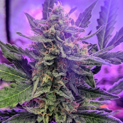 Critical Speed Auto