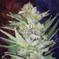 Big Seedbank - Euphoria Haze