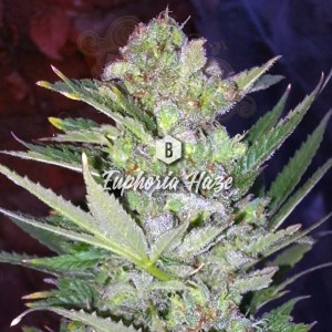 Big Seedbank - Euphoria Haze