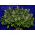Big Seedbank - Euphoria Haze