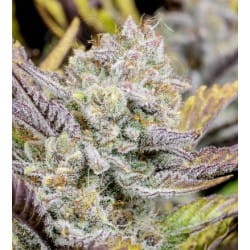 Weeding Glue Auto