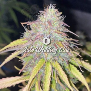 Big Seedbank - Wedding Glue Auto