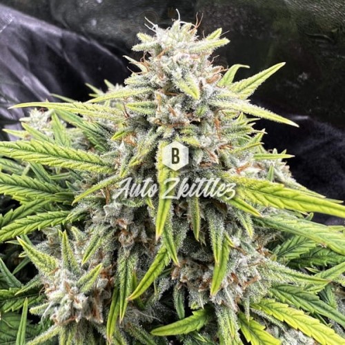 Big Seedbank - Zkittlez Auto